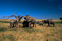 African elephant {Loxodonta africana} family group destroying tree, Serengeti NP, Tanzania