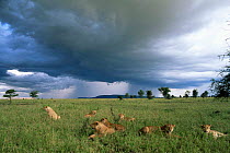 Pride of African lions {Panthera leo} resting on savanna under stormy sky, Serengeti National Park, Tanzania