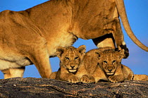 African lion cubs (Panthera leo) framed by body of lioness, Serengeti NP, Tanzania