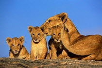 African lioness and  cubs (Panthera leo) Serengeti NP, Tanzania