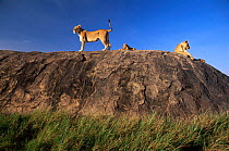 African lions on look out rock kopje (Panthera leo) Serengeti NP, Tanzania