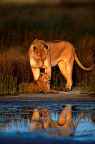 African lion and cub (Panthera leo) Serengeti NP, Tanzania