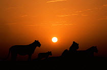 Silhouette of African lion with cubs (Panthera leo) at sunset, Serengeti NP, Tanzania