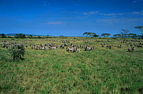 Herd of Common zebra (Equus quagga) Serengeti National park, Tanzania
