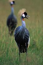 Crowned crane {Balearica sp.} Serengeti NP, Tanzania