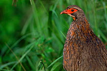 Red necked spurfowl (Francolinus afer) Serengeti NP, Tanzania