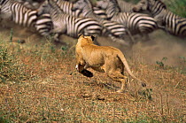 African lion {Pantera leo} chasing Common Zebra herd, Serengeti NP, Tanzania