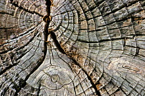 Cross section of tree trunk showing annual rings, Belgium