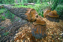 Felled trees by American beaver {Castor canadensis} Grand Teton NP, Wyoming, USA