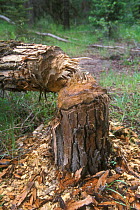 Tree felled by American beaver {Castor canadensis} Grand Teton NP, Wyoming, USA