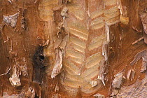 Close-up of American beaver teeth marks in tree trunk {Castor canadensis} Grand Teton NP, Wyoming, USA.