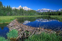 American Beaver dam {Castor canadensis} Grand Teton NP, Wyoming, USA.