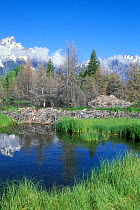 American Beaver dam and den {Castor canadensis} Grand Teton NP, Wyoming, USA.