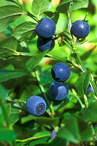 Ripe bilberry berries {Vaccinium myrtilis} Belgium