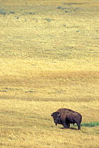 American bison, isolated bull on the prairie {Bison bison} Yellowstone NP, Wyoming, USA.