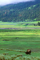 American bison, bull + herd {Bison bison} Lamar valley, Yellowstone NP, Wyoming, USA.