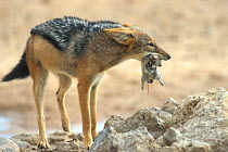 Black backed jackal {Canis mesomelas} with Brant's whistling rat prey {Parotomys brantsii}  Kgalagadi Transfrontier Park, South Africa