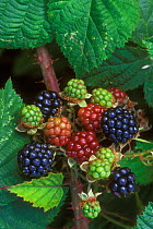 Blackberries ripening on Bramble bush {Rubus plicatus} Belgium