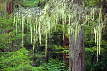 Old Man's Beard {Usnea longissima} hanging from the branches of Western red cedar {Thuja plicata}, Glacier NP, Montana, USA