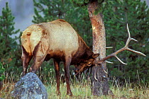 Elk stag {Cervus elaphus} rubbing tree bark with glands to place scent marks, Yellowstone NP, Wyoming, USA.