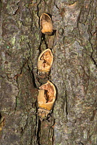 Hazelnuts {Corylus avellana} wedged in bark and hammered open by woodpecker, Belgium