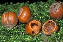Hazelnuts {Corylus avellana} eaten by wood mouse, Belgium