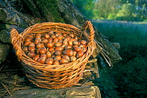 Hazelnuts {Corylus avellana} harvested in basket, Belgium