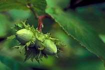 Hazelnuts {Corylus avellana} ripening on tree, Belgium