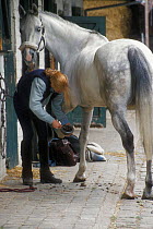 Cleaning hoof of horse in stable {Equus caballus} Belgium