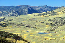 Kettle ponds in the Lamar Valley, Yellowstone NP, Wyoming, USA.