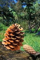 Open and closed cones from Maritime pine {Pinus pinaster} Belgium