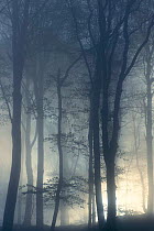 Mist in broadleaf forest at dawn, Luxembourg