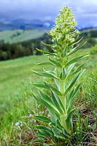 Monument plant {Frasera speciosum} Lamar Valley, Yellowstone NP, Wyoming, USA.