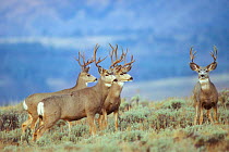 Mule deer stags {Odocoileus hemionus} Yellowstone NP, Wyoming, USA.