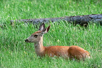 Mule deer hind resting in the grass {Odocoileus hemionus} Yellowstone NP, Wyoming, USA.