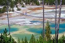 Tourists on walkway through Porcelain Basin, part of the Norris Geyser Basin, Yellowstone NP, Wyoming, USA