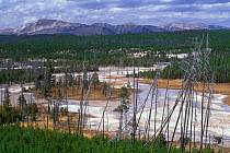 Porcelain Basin, part of the Norris Geyser Basin, Yellowstone NP, Wyoming, USA