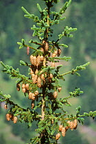 Norway spruce cones {Picea abies} Gran Paradiso NP, Italy