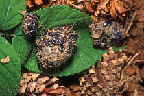 Owl pellet showing wing cases of beetles, Belgium