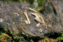 Tawny owl pellet {Strix aluco} showing remains of mouse skeleton, Belgium