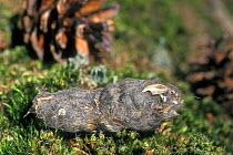 Tawny owl pellet {Strix aluco} showing remains of mouse skeleton, Belgium