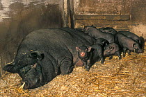 Domestic pig {Sus scrofa domestica} Vietnamese Potbellied sow with piglets
