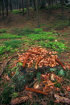Pine cones stripped by Red squirrel {Sciurus vulgaris} Belgium - remains of feeding