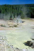Acidic springs in Sulphur Caldron, Yellowstone NP, Wyoming, USA.
