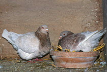 Rock dove {Columba livia} Texan pioneer pair breeding in dovecot, Belgium