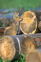 Uinta ground squirrel {Spermophilus armatus} standing on tree-trunks, Grand Teton NP, Wyoming, USA.