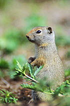 Uinta ground squirrel {Spermophilus armatus} Grand Teton NP, Wyoming, USA.