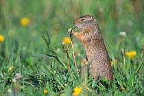 Uinta ground squirrel feeding on flower{Spermophilus armatus} Grand Teton NP, Wyoming, USA.