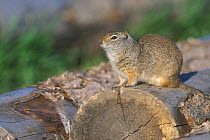 Uinta ground squirrel {Spermophilus armatus}  on tree-trunks, Grand Teton NP, Wyoming, USA.