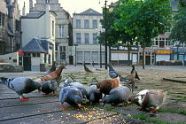 Urban pigeons {Columba livia} feeding in town square, Belgium